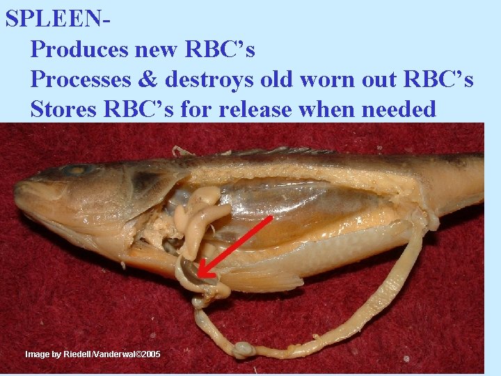 SPLEENProduces new RBC’s Processes & destroys old worn out RBC’s Stores RBC’s for release