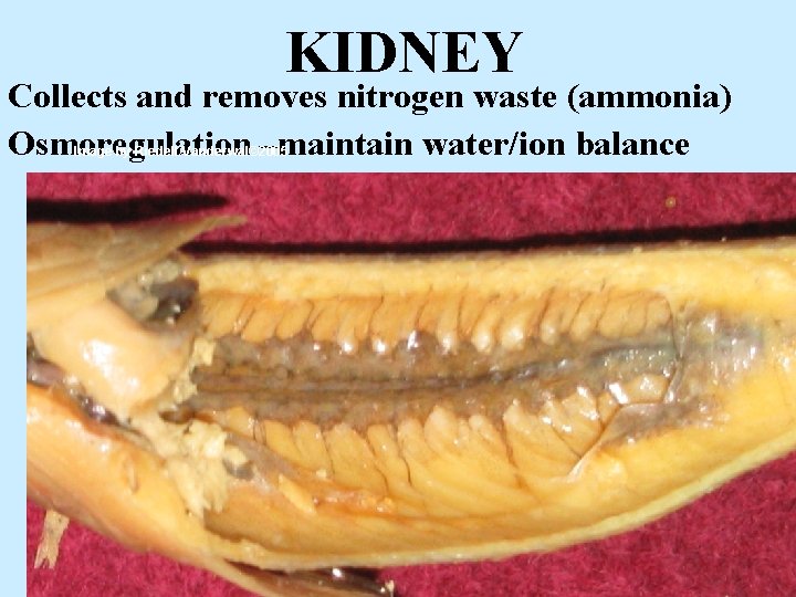 KIDNEY Collects and removes nitrogen waste (ammonia) Osmoregulation –maintain water/ion balance Image by Riedell/Vanderwal©