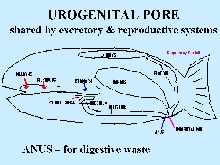UROGENITAL PORE shared by excretory & reproductive systems Diagram by Riedell ANUS – for