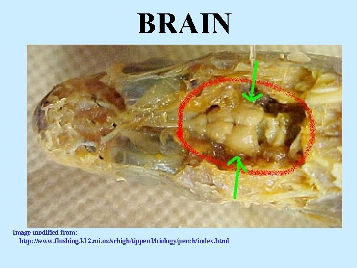 BRAIN Image modified from: http: //www. flushing. k 12. mi. us/srhigh/tippettl/biology/perch/index. html 