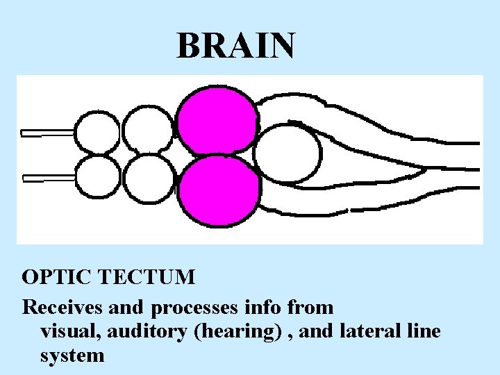 BRAIN OPTIC TECTUM Receives and processes info from visual, auditory (hearing) , and lateral