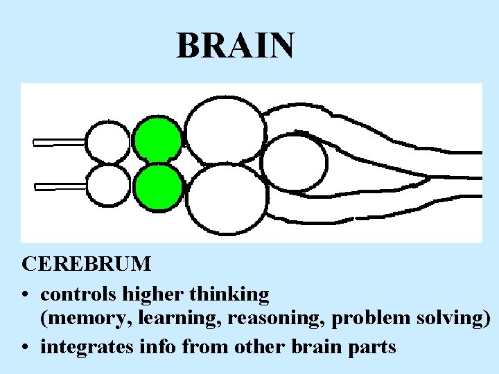 BRAIN CEREBRUM • controls higher thinking (memory, learning, reasoning, problem solving) • integrates info