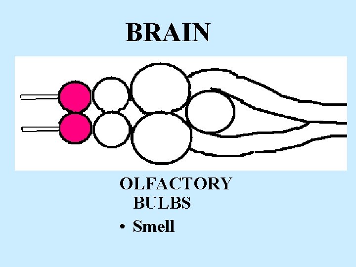 BRAIN OLFACTORY BULBS • Smell 