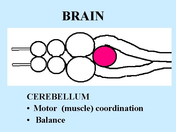 BRAIN CEREBELLUM • Motor (muscle) coordination • Balance 