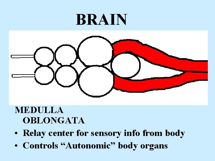 BRAIN MEDULLA OBLONGATA • Relay center for sensory info from body • Controls “Autonomic”