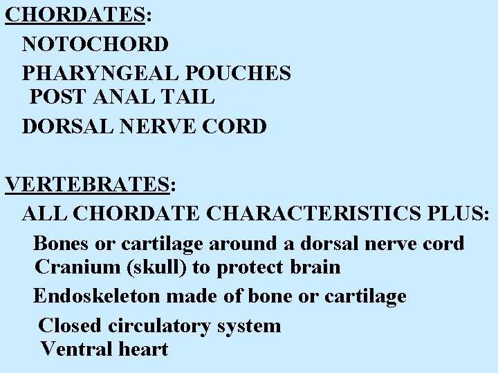 CHORDATES: NOTOCHORD PHARYNGEAL POUCHES POST ANAL TAIL DORSAL NERVE CORD VERTEBRATES: ALL CHORDATE CHARACTERISTICS