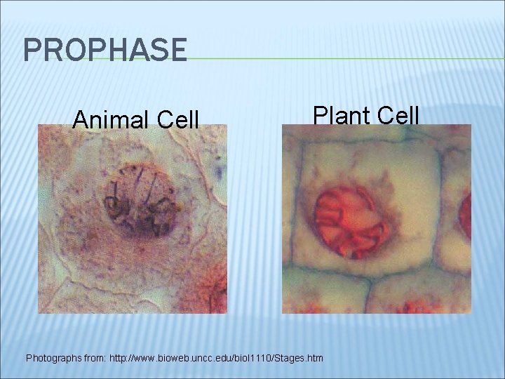PROPHASE Animal Cell Plant Cell Photographs from: http: //www. bioweb. uncc. edu/biol 1110/Stages. htm