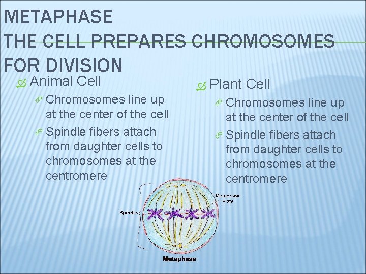 METAPHASE THE CELL PREPARES CHROMOSOMES FOR DIVISION Animal Cell Chromosomes line up at the