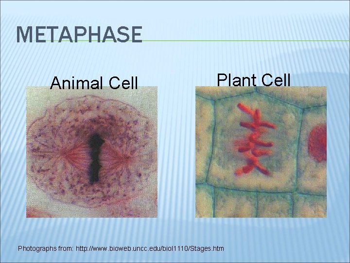 METAPHASE Animal Cell Plant Cell Photographs from: http: //www. bioweb. uncc. edu/biol 1110/Stages. htm
