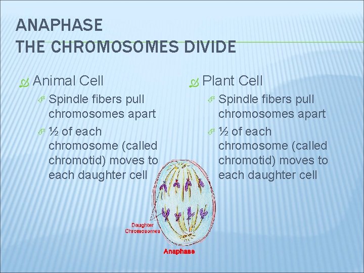 ANAPHASE THE CHROMOSOMES DIVIDE Animal Cell Spindle fibers pull chromosomes apart ½ of each