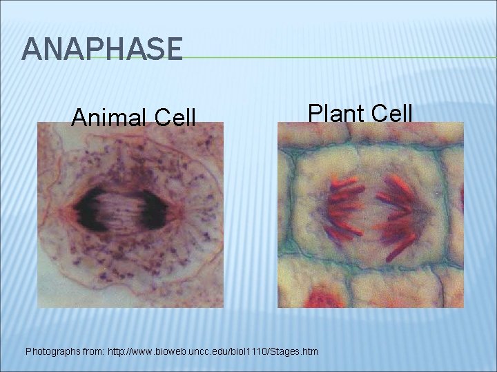 ANAPHASE Animal Cell Plant Cell Photographs from: http: //www. bioweb. uncc. edu/biol 1110/Stages. htm