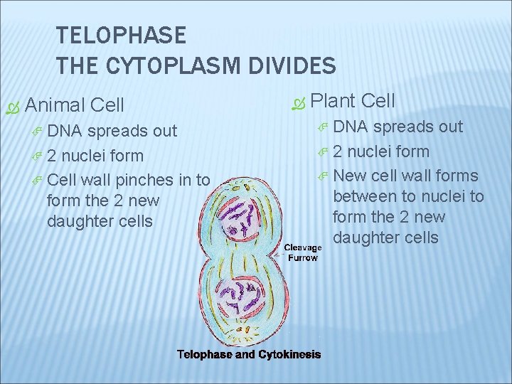 TELOPHASE THE CYTOPLASM DIVIDES Animal Cell DNA spreads out 2 nuclei form Cell wall