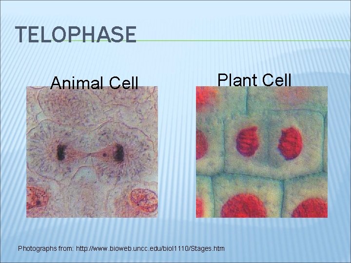 TELOPHASE Animal Cell Plant Cell Photographs from: http: //www. bioweb. uncc. edu/biol 1110/Stages. htm