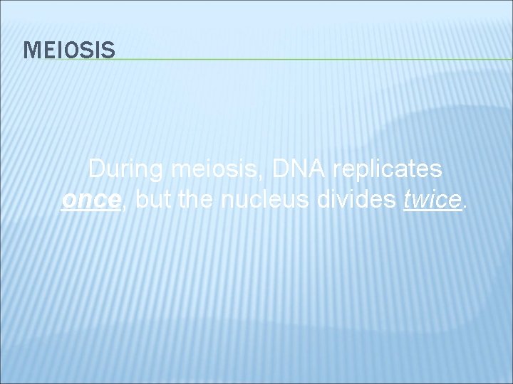 MEIOSIS During meiosis, DNA replicates once, but the nucleus divides twice. 