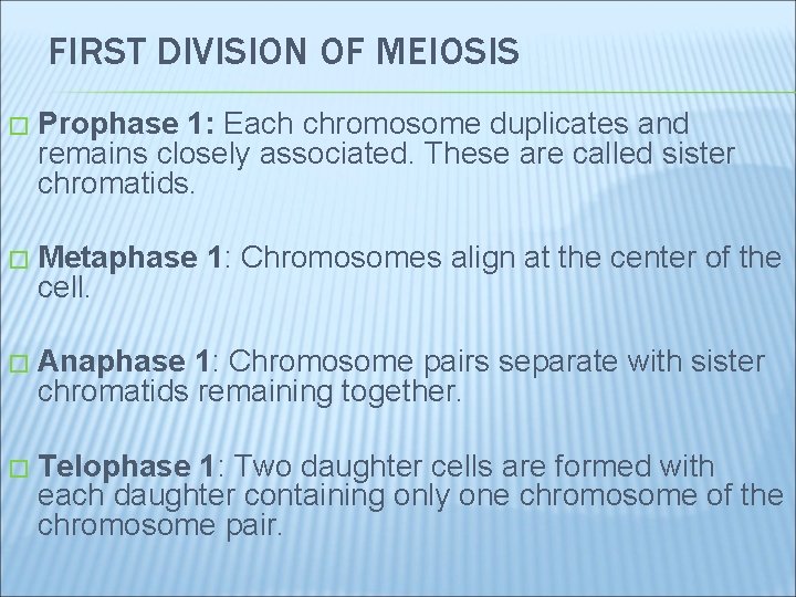FIRST DIVISION OF MEIOSIS � Prophase 1: Each chromosome duplicates and remains closely associated.
