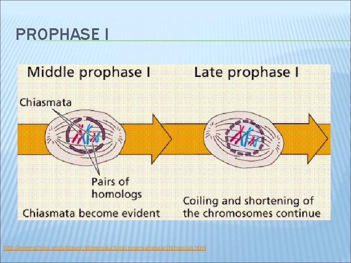PROPHASE I http: //everyschool. org/u/logan/cellreproductionx/rogersa/research/meiosis. html 