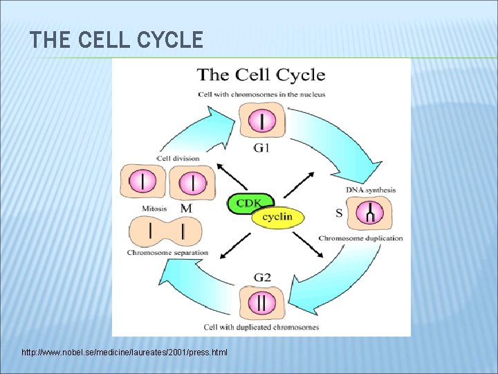 THE CELL CYCLE http: //www. nobel. se/medicine/laureates/2001/press. html 