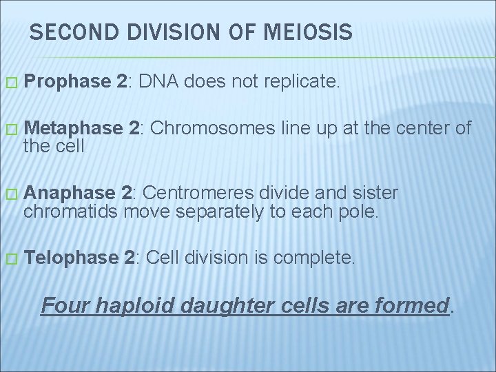 SECOND DIVISION OF MEIOSIS � Prophase 2: DNA does not replicate. � Metaphase 2:
