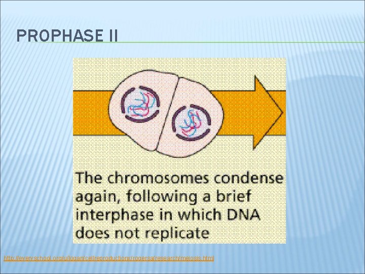 PROPHASE II http: //everyschool. org/u/logan/cellreproductionx/rogersa/research/meiosis. html 
