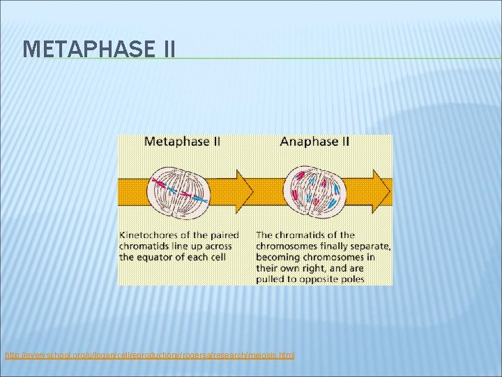 METAPHASE II http: //everyschool. org/u/logan/cellreproductionx/rogersa/research/meiosis. html 