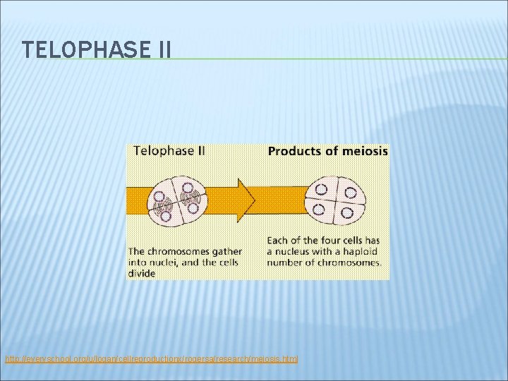 TELOPHASE II http: //everyschool. org/u/logan/cellreproductionx/rogersa/research/meiosis. html 