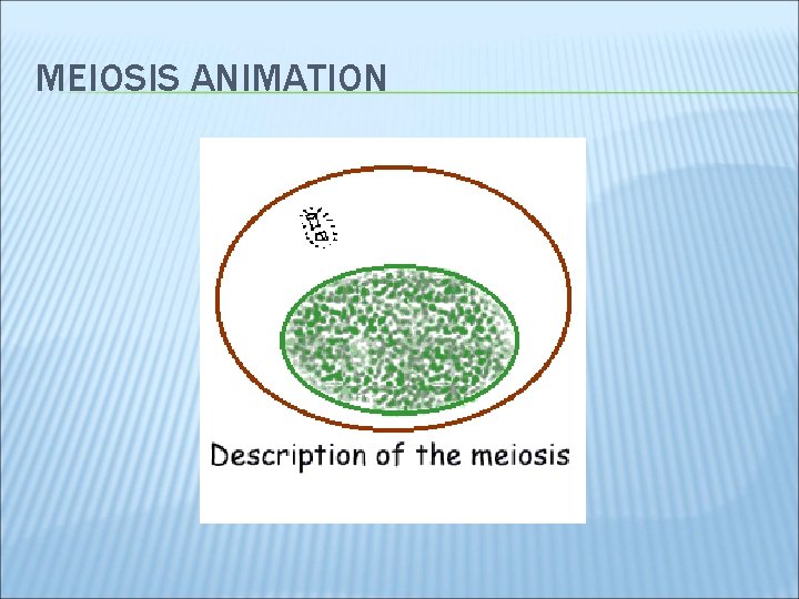 MEIOSIS ANIMATION 