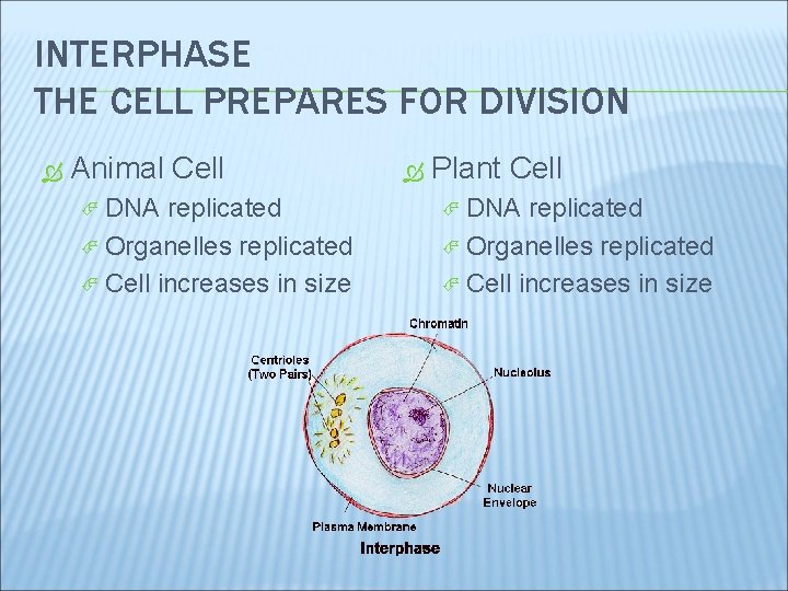 INTERPHASE THE CELL PREPARES FOR DIVISION Animal Cell DNA replicated Organelles replicated Cell increases