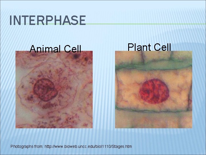 INTERPHASE Animal Cell Plant Cell Photographs from: http: //www. bioweb. uncc. edu/biol 1110/Stages. htm