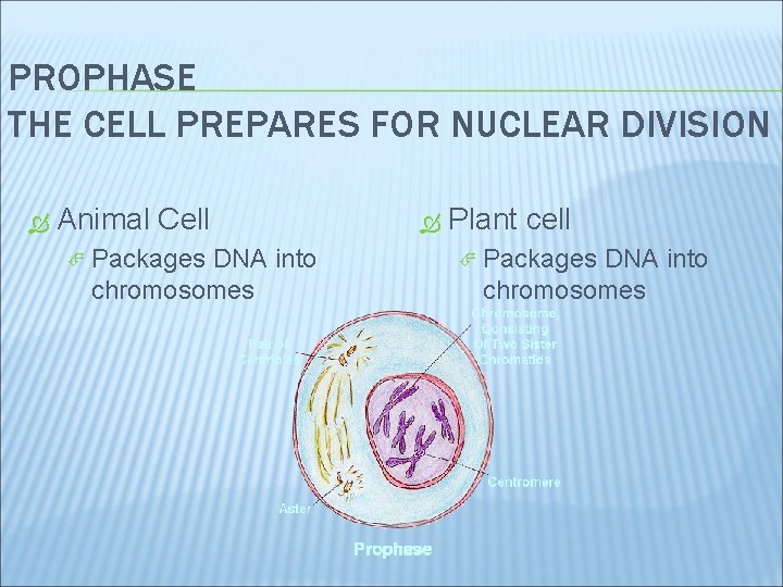 PROPHASE THE CELL PREPARES FOR NUCLEAR DIVISION Animal Cell Packages DNA into chromosomes Plant