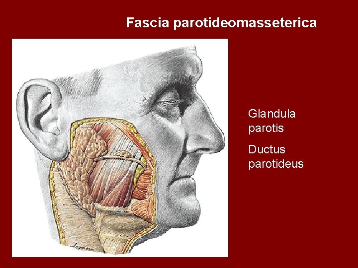 Fascia parotideomasseterica Glandula parotis Ductus parotideus 