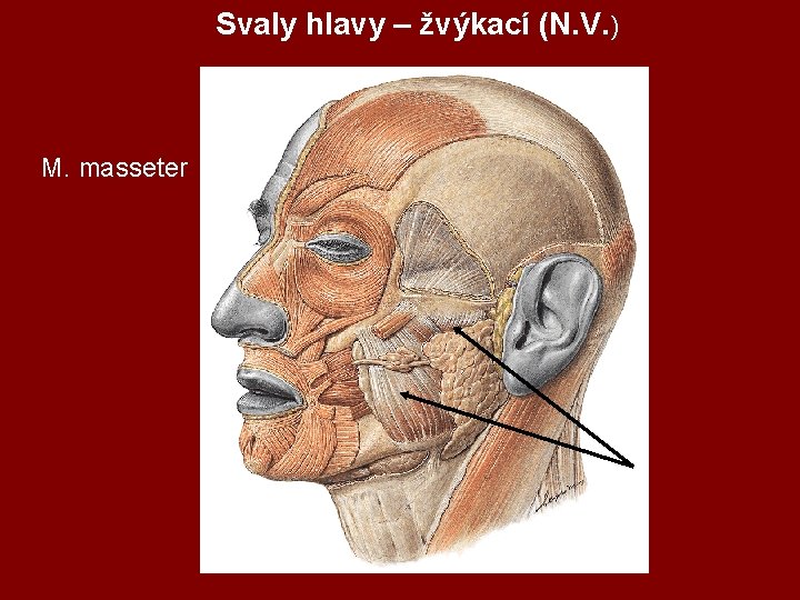 Svaly hlavy – žvýkací (N. V. ) M. masseter 