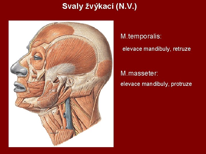 Svaly žvýkací (N. V. ) M. temporalis: elevace mandibuly, retruze M. masseter: elevace mandibuly,