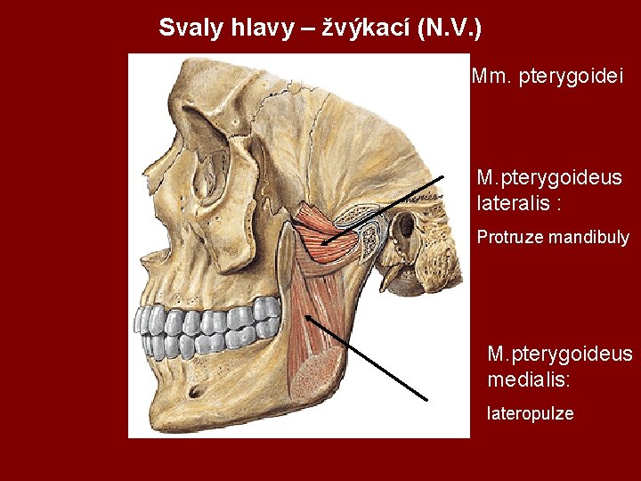 Svaly hlavy – žvýkací (N. V. ) Mm. pterygoidei M. pterygoideus lateralis : Protruze