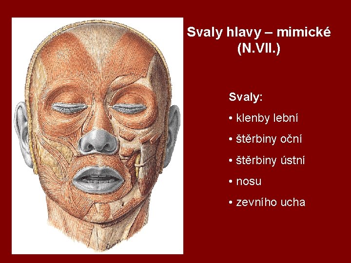 Svaly hlavy – mimické (N. VII. ) Svaly: • klenby lební • štěrbiny oční