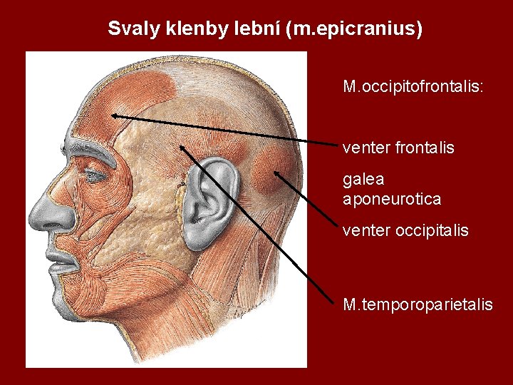 Svaly klenby lební (m. epicranius) M. occipitofrontalis: venter frontalis galea aponeurotica venter occipitalis M.