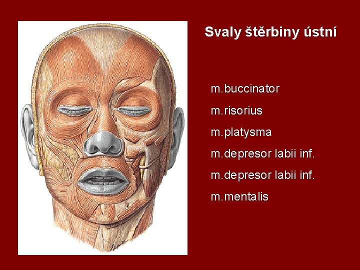 Svaly štěrbiny ústní m. buccinator m. risorius m. platysma m. depresor labii inf. m.