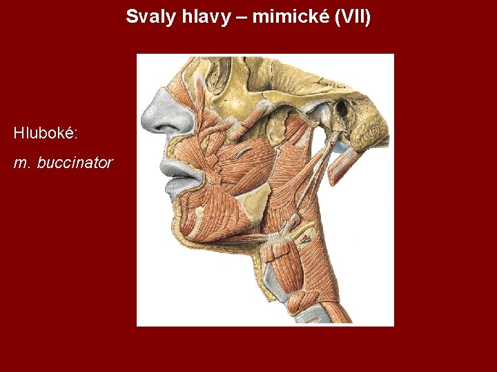 Svaly hlavy – mimické (VII) Hluboké: m. buccinator 