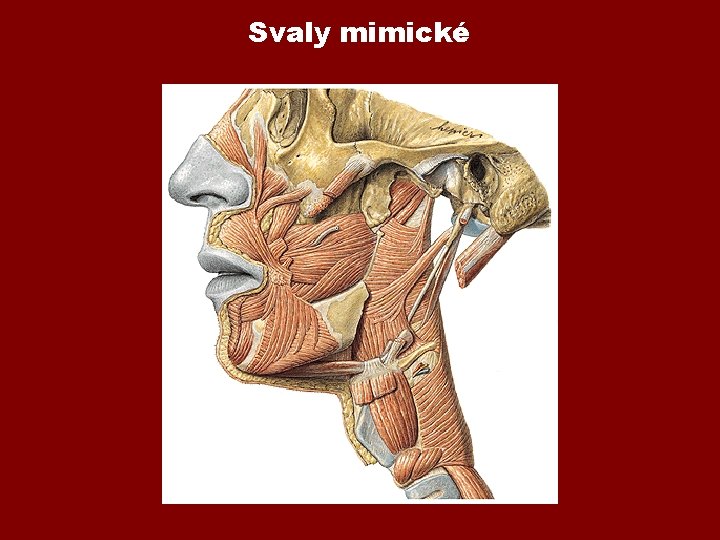 Svaly mimické 