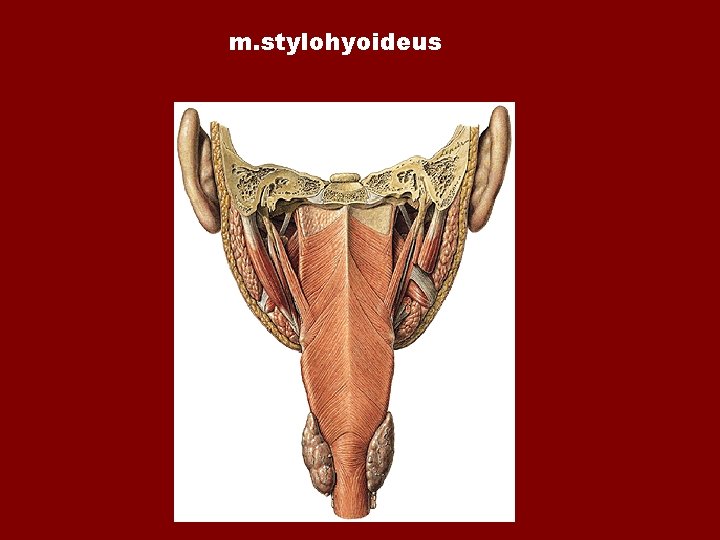 m. stylohyoideus 
