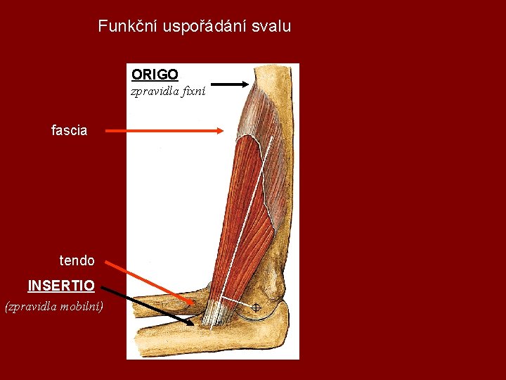 Funkční uspořádání svalu ORIGO zpravidla fixní fascia tendo INSERTIO (zpravidla mobilní) 