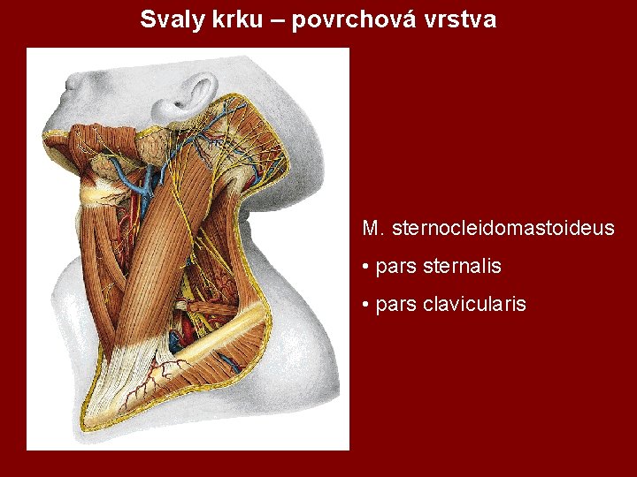 Svaly krku – povrchová vrstva M. sternocleidomastoideus • pars sternalis • pars clavicularis 