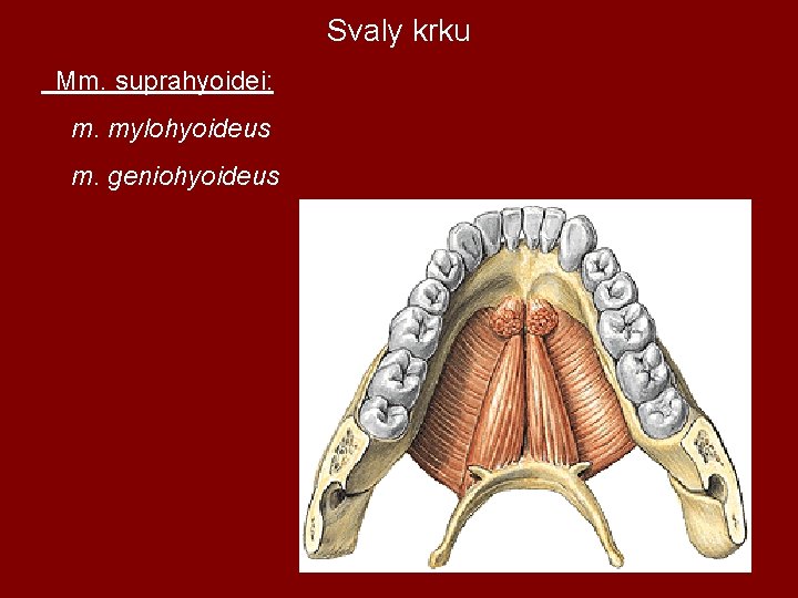 Svaly krku Mm. suprahyoidei: m. mylohyoideus m. geniohyoideus 
