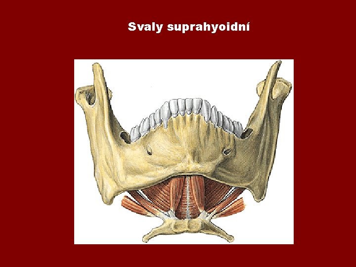 Svaly suprahyoidní 