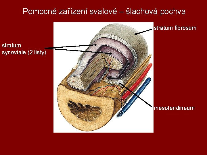 Pomocné zařízení svalové – šlachová pochva stratum fibrosum stratum synoviale (2 listy) mesotendineum 