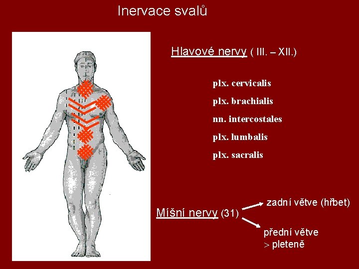 Inervace svalů Hlavové nervy ( III. – XII. ) plx. cervicalis plx. brachialis nn.