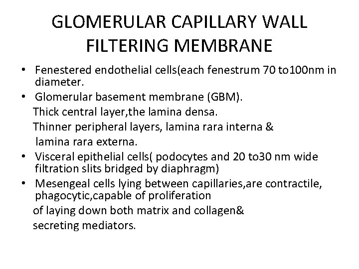 GLOMERULAR CAPILLARY WALL FILTERING MEMBRANE • Fenestered endothelial cells(each fenestrum 70 to 100 nm
