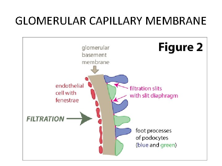 GLOMERULAR CAPILLARY MEMBRANE 