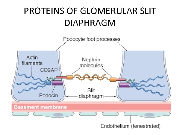PROTEINS OF GLOMERULAR SLIT DIAPHRAGM 