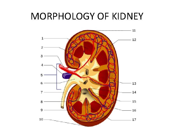MORPHOLOGY OF KIDNEY 