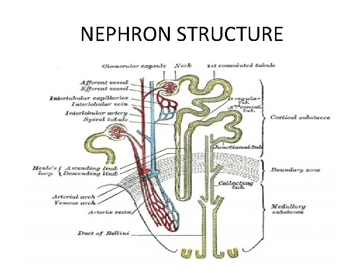 NEPHRON STRUCTURE 